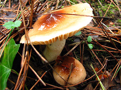 Per intentar saber-ne ms