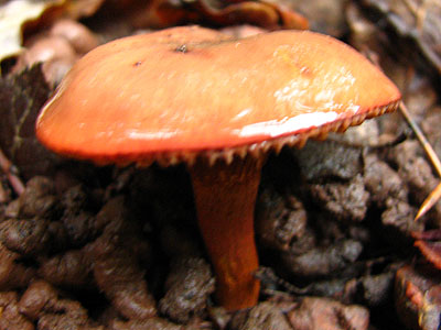 Per intentar saber quin s