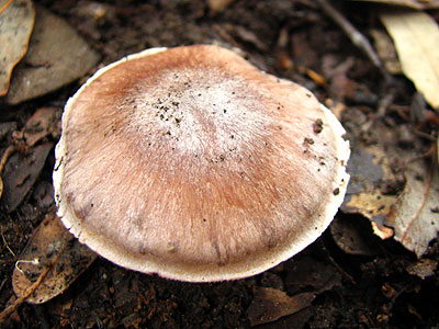 Per intentar saber quin s