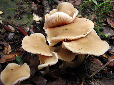 Per intentar saber quins sn