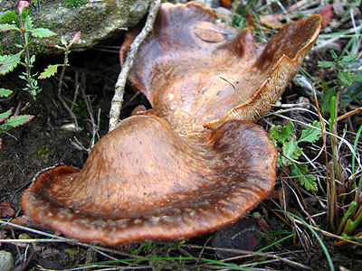 Per intentar saber quins sn