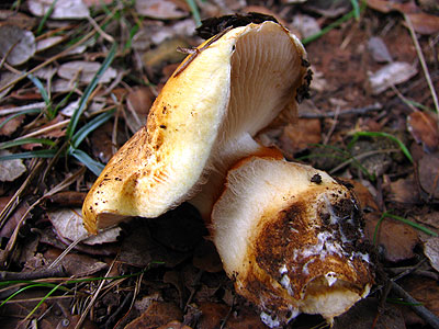 Per intentar saber quin s