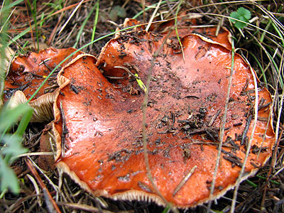 Per descobrir quin s