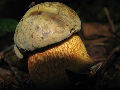 Clica per saber ms d'aquest bolet