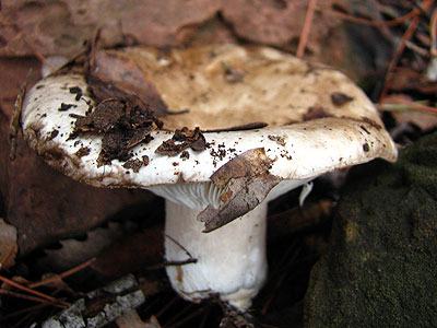 Per saber-ne ms, clica