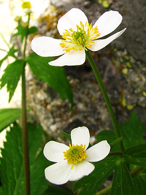 Per sabe-ne ms d'aquesta flor
