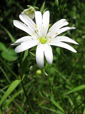 Per saber-ne ms d'aquesta flor