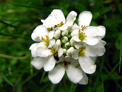 Per sabe-ne ms d'aquesta flor