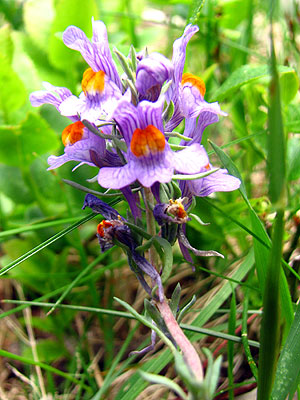 Per sabe-ne ms d'aquesta flor
