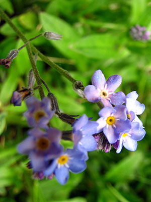 Per sabe-ne ms d'aquesta flor