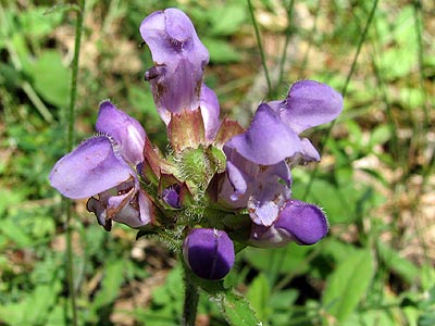 Clica per saber ms d'aquesta flor