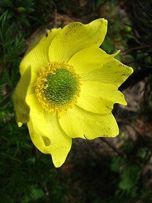 Per sabe-ne ms d'aquesta flor