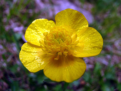 Per sabe-ne ms d'aquesta flor