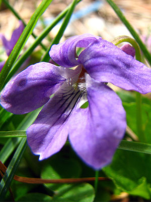 Per sabe-ne ms d'aquesta flor