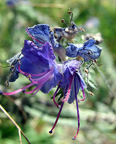 Ms sobre aquesta flor