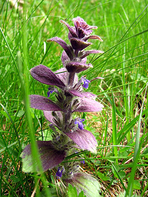 Per sabe-ne ms d'aquesta flor