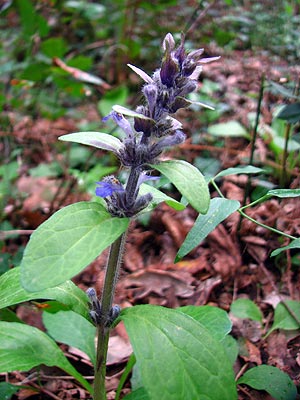 Cliqueu aqu si voleu saber-ne ms 