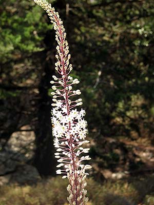 Si voleu saber ms de l'alb, cliqueu aqu