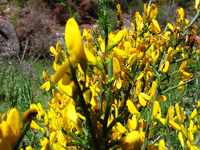 Clica la flor per saber-ne ms