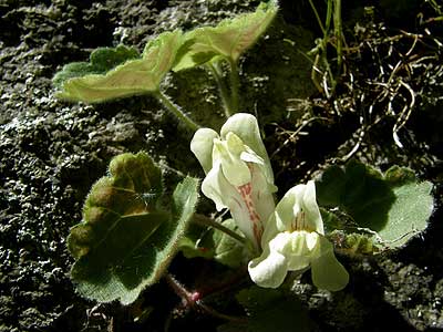 Per saber-ne ms d'aquesta flor