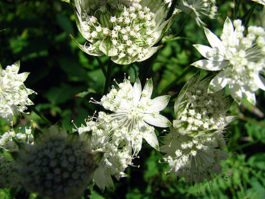 Clica aqu per saber-ne ms d'aquesta flor