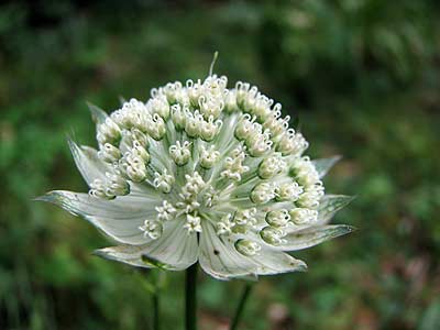 Clica per saber ms d'aquesta flor