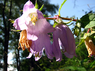 Clica aqu per saber-ne ms d'aquesta flor