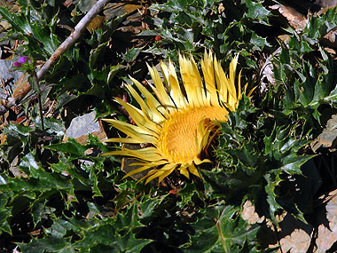Cliqueu per saber-ne ms d'aquesta flor