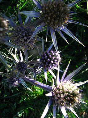 Cliqueu per saber-ne ms d'aquesta flor