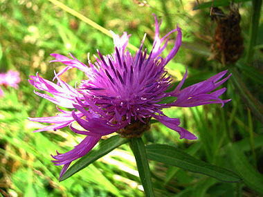 Clica aqu per saber-ne ms d'aquesta flor