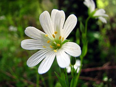 Cliqueu aqu si voleu saber-ne ms 