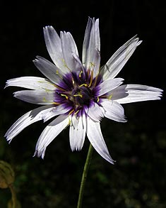 Clica per saber-ne ms sobre aquesta flor