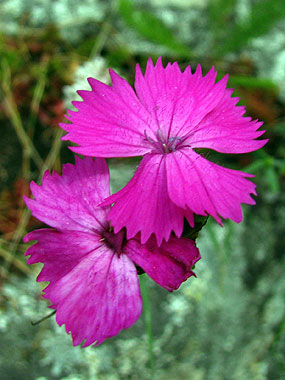 Clica aqu per saber-ne ms d'aquesta flor