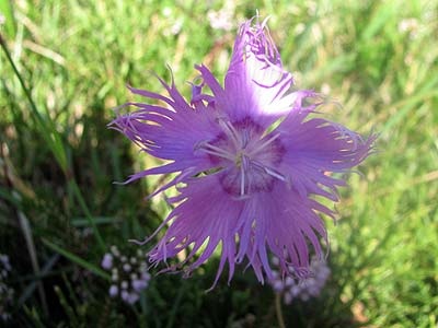 Clica per saber ms d'aquesta flor