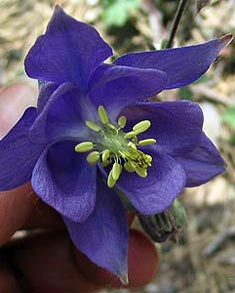 Ms sobre aquesta flor