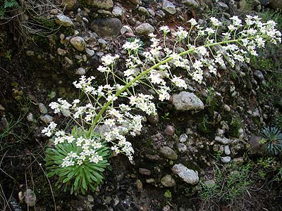 Per saber ms d'aquesta flor