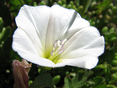 Per saber ms d'aquesta flor