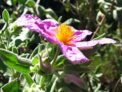 Clica la flor per saber-ne ms