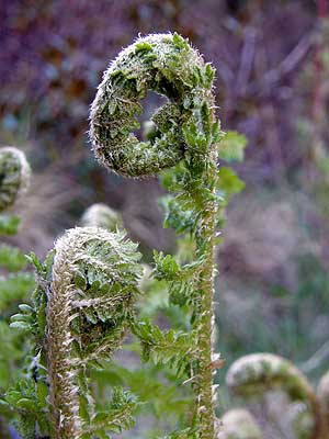 Per saber-ne ms d'aquesta flor