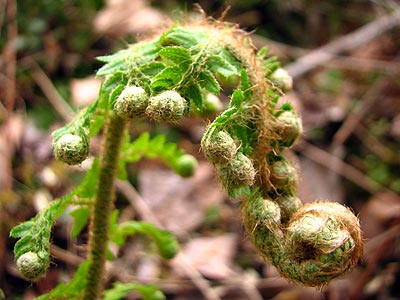 Cliqueu aqu si voleu saber-ne ms 