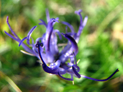 Per saber-ne ms d'aquesta flor