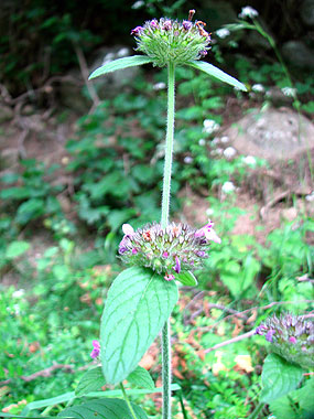 Clica aqu per saber-ne ms d'aquesta flor