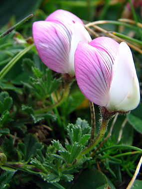 Cliqueu per saber-ne ms d'aquesta flor