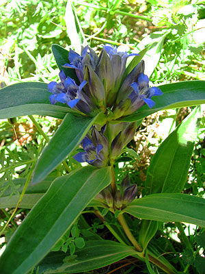 Per saber-ne ms d'aquesta flor