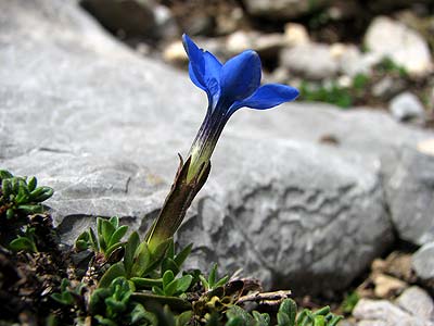 Clica per saber ms d'aquesta flor