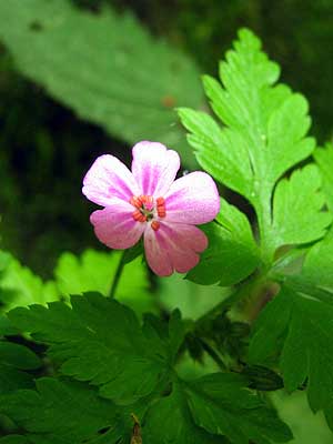 Per saber-ne ms d'aquesta flor