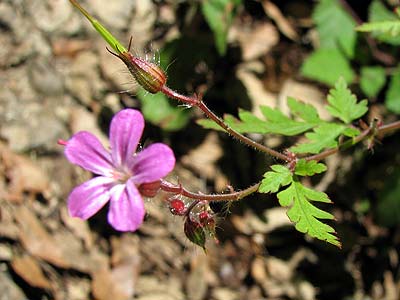 Per saber ms d'aquesta flor