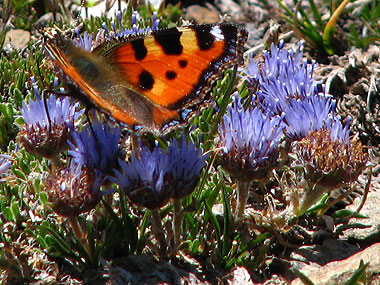 Cliqueu per saber-ne ms d'aquesta flor