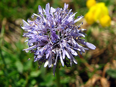 Cliqueu aqu si voleu saber ms d'aquesta flor