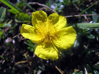 Per saber ms d'aquesta flor clica a la foto